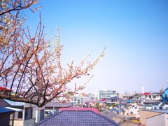 梅と住宅街