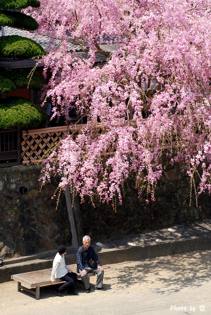 桜の下で