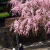 桜の下で