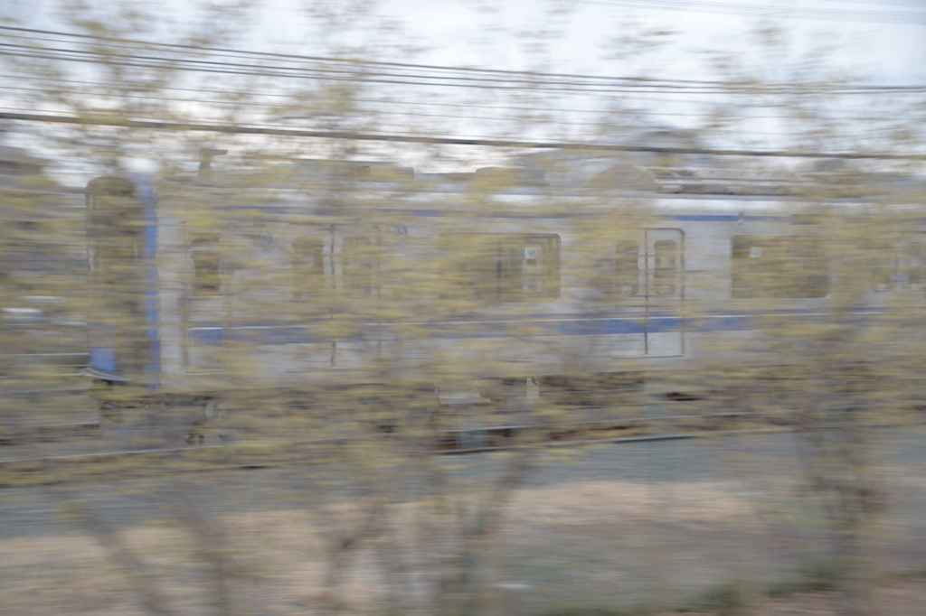 ロウバイ越しの電車