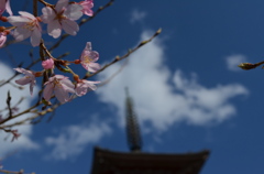 桜日和