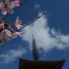 桜日和