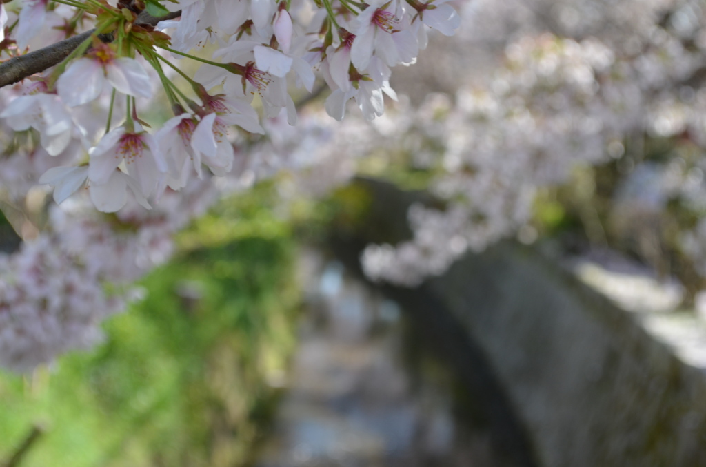 哲学の桜