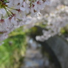 哲学の桜