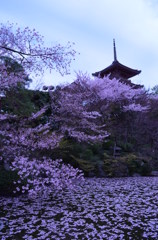 散てもなお。。