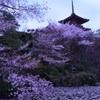 散てもなお。。