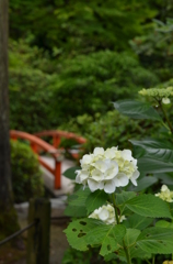 渡る？