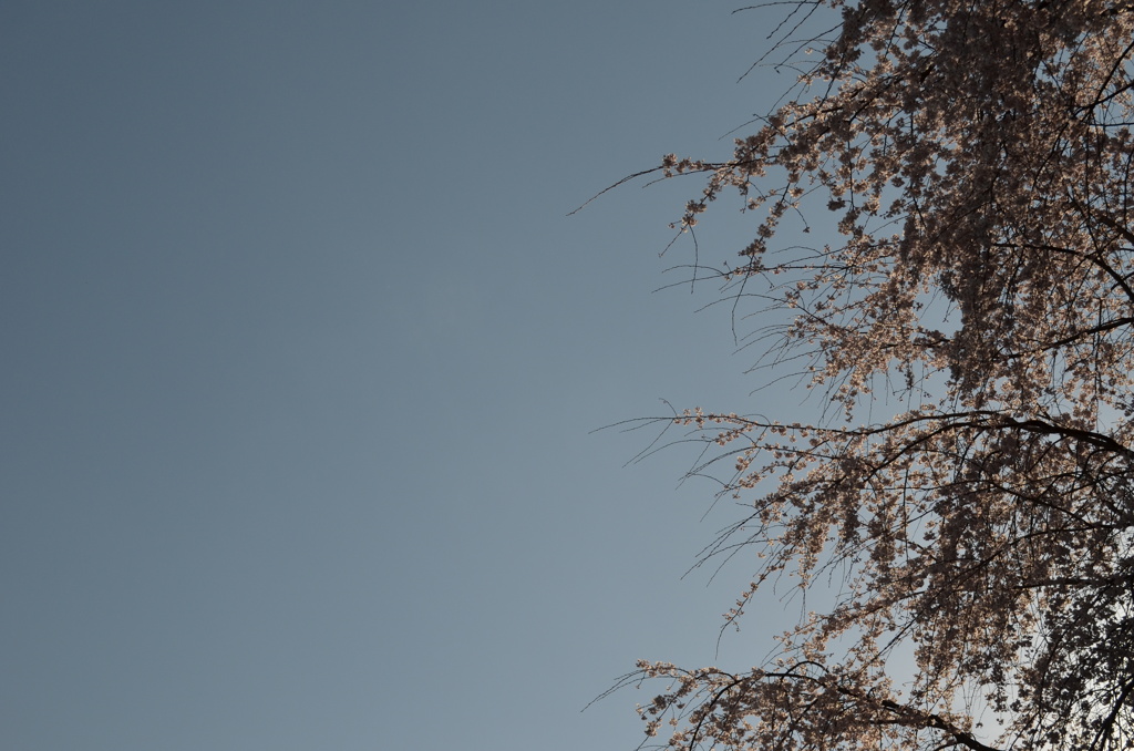 桜空
