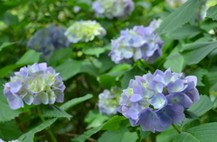 善峰寺の紫陽花