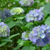 善峰寺の紫陽花