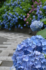 善峰寺の紫陽花３