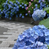 善峰寺の紫陽花３