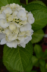 紫陽花