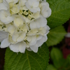 紫陽花