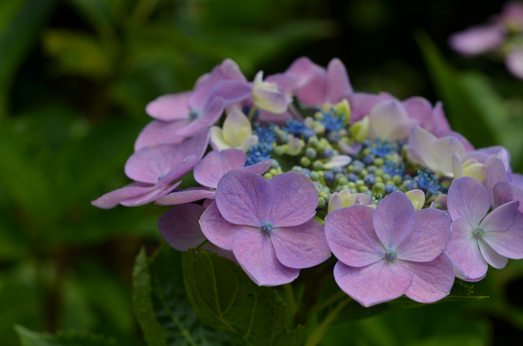 花冠