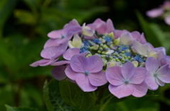 花冠