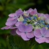 花冠