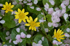 散る花咲く花