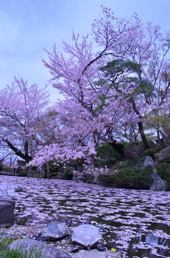 亀、桜