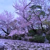 亀、桜