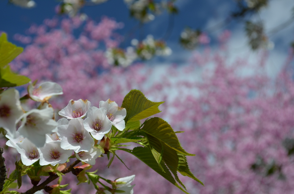 桜日和2