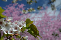 桜日和2