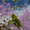 桜日和2
