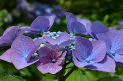 善峰寺の紫陽花2