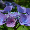 善峰寺の紫陽花2