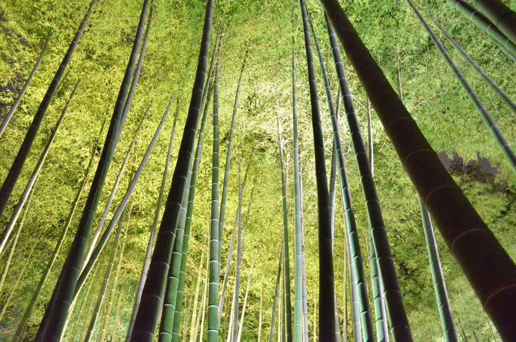 高台寺2