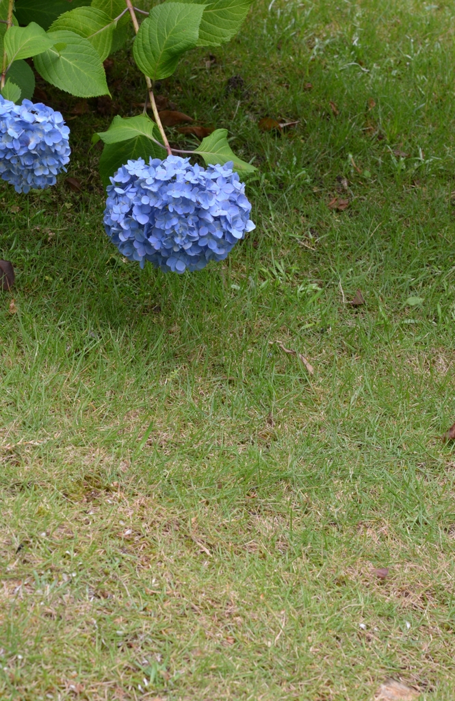 そこに紫陽花があったから
