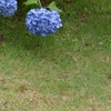 そこに紫陽花があったから