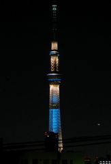 東京ホタル