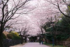 桜空