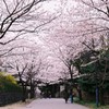 桜空