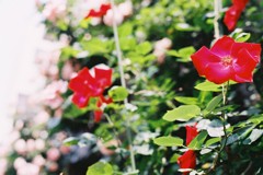 もうすぐ夏がくる