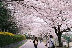 さくら