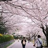 さくら