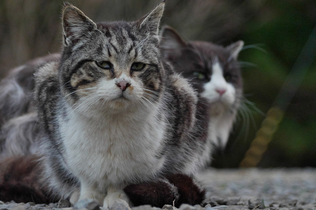 キジトラ猫 白黒猫