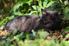 黒猫