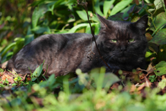 黒猫