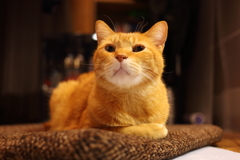 茶トラ猫