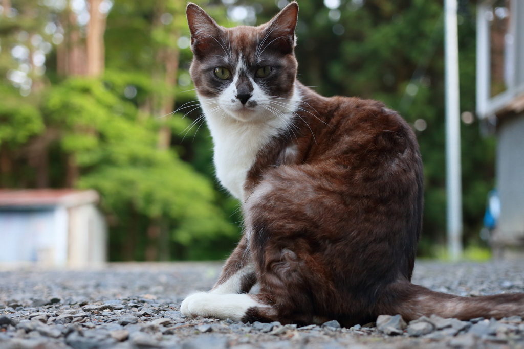 白黒猫