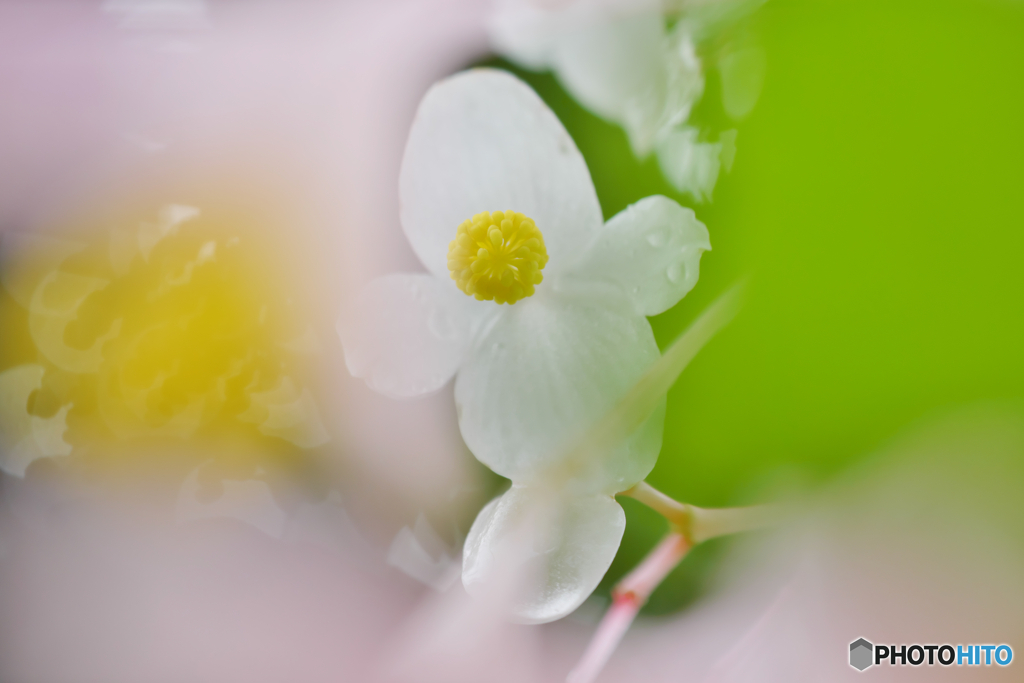 花