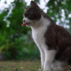 白黒猫