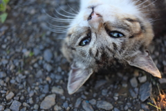 キジトラ
