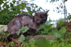 イカ猫