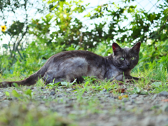 黒猫