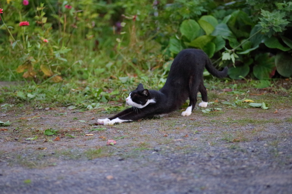 黒白ねこ