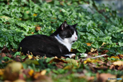黒白ねこ